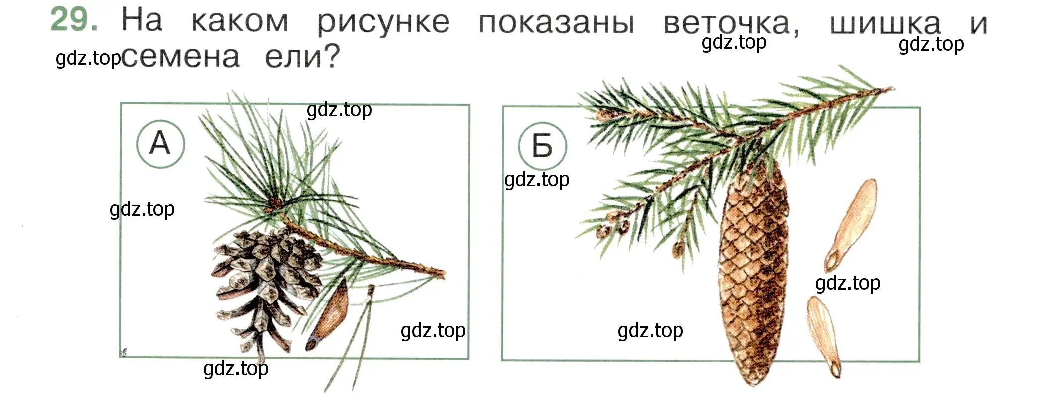 Условие номер 29 (страница 47) гдз по окружающему миру 2 класс Плешаков, Новицкая, тесты