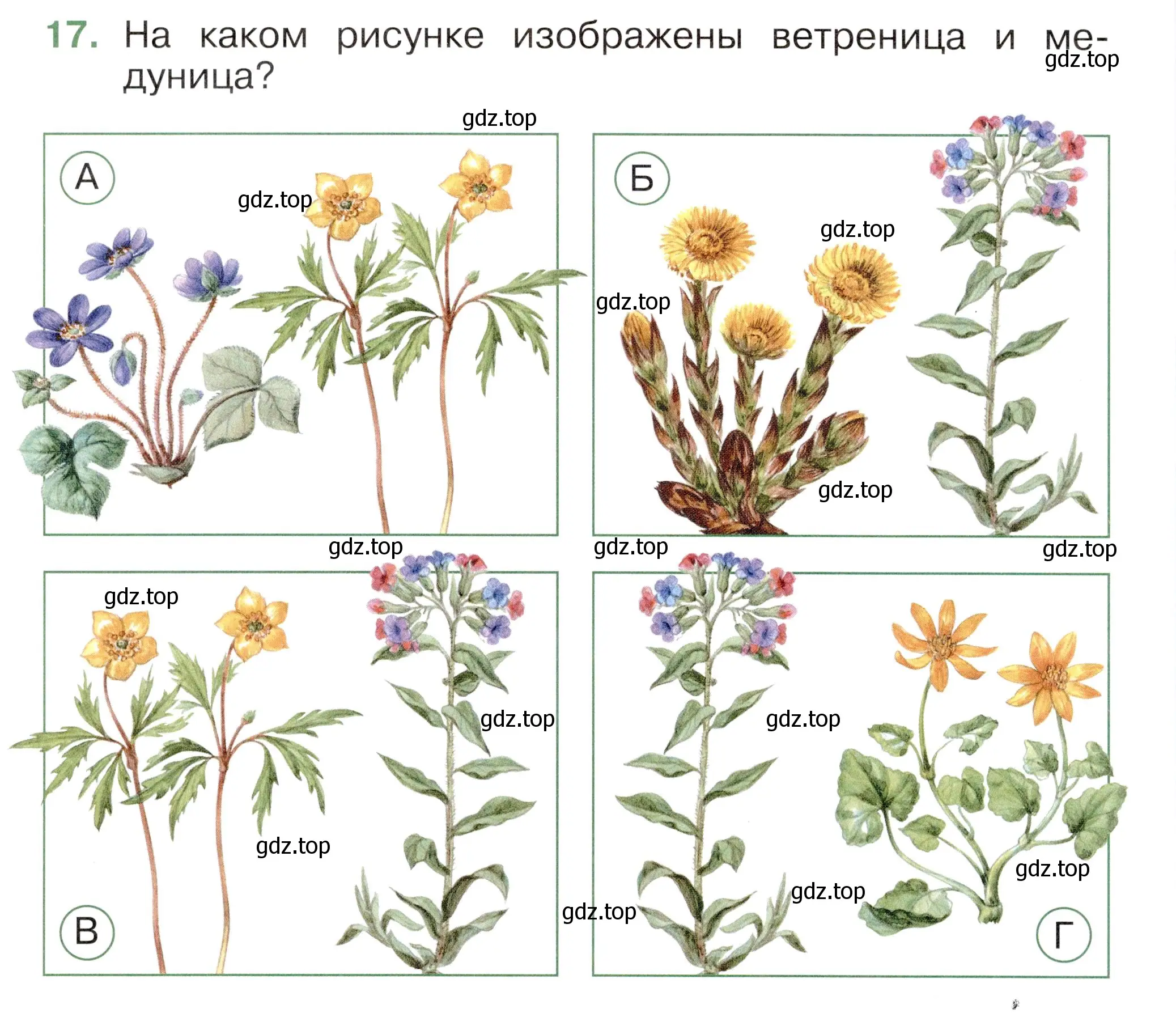 Условие номер 17 (страница 60) гдз по окружающему миру 2 класс Плешаков, Новицкая, тесты