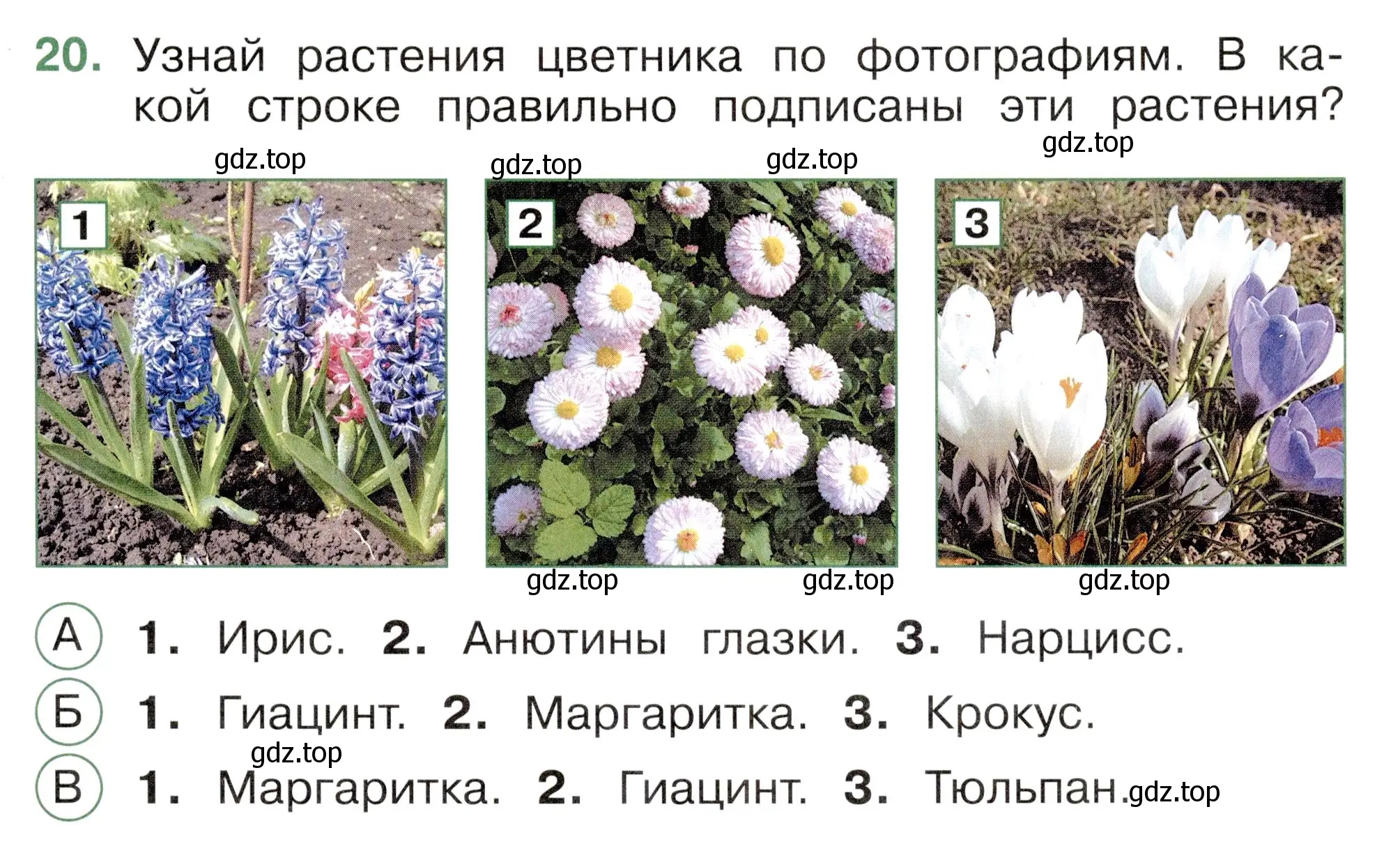 Условие номер 20 (страница 61) гдз по окружающему миру 2 класс Плешаков, Новицкая, тесты