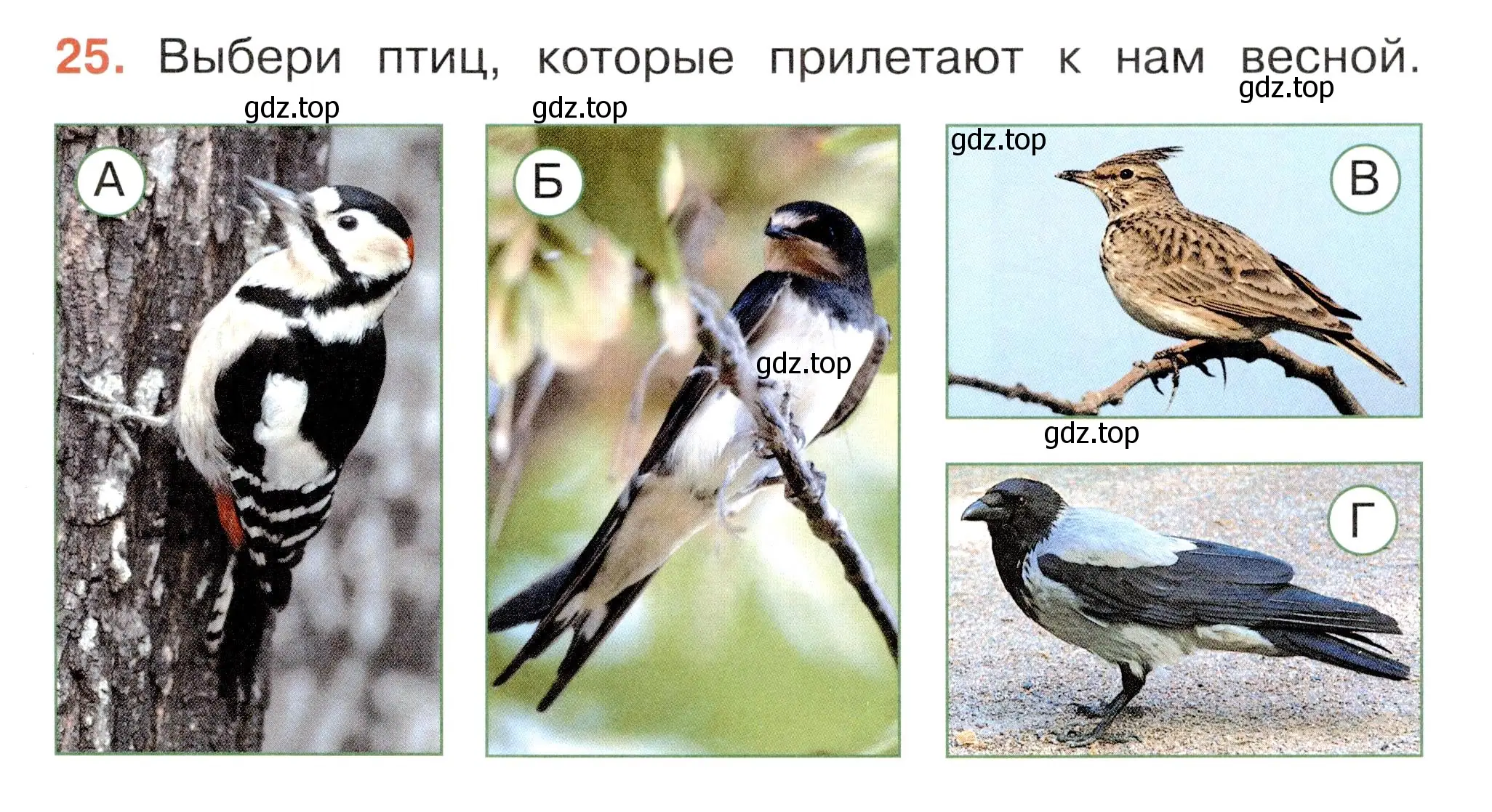 Условие номер 25 (страница 63) гдз по окружающему миру 2 класс Плешаков, Новицкая, тесты