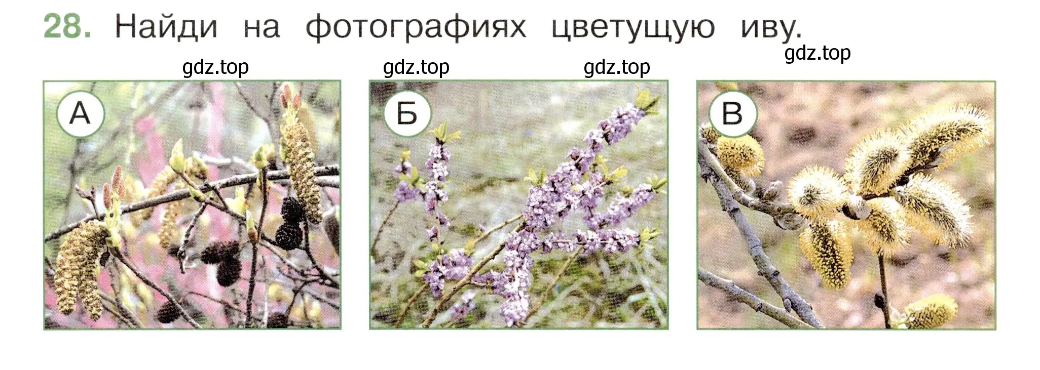 Условие номер 28 (страница 64) гдз по окружающему миру 2 класс Плешаков, Новицкая, тесты