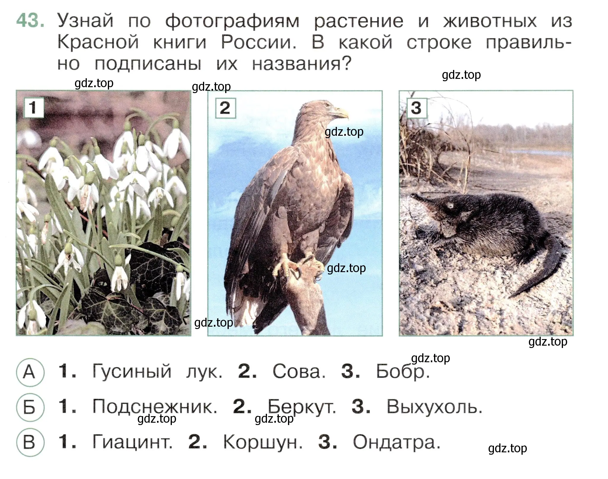 Условие номер 43 (страница 71) гдз по окружающему миру 2 класс Плешаков, Новицкая, тесты