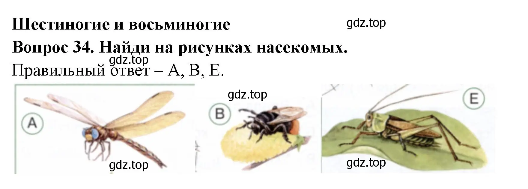 Решение номер 34 (страница 27) гдз по окружающему миру 2 класс Плешаков, Новицкая, тесты