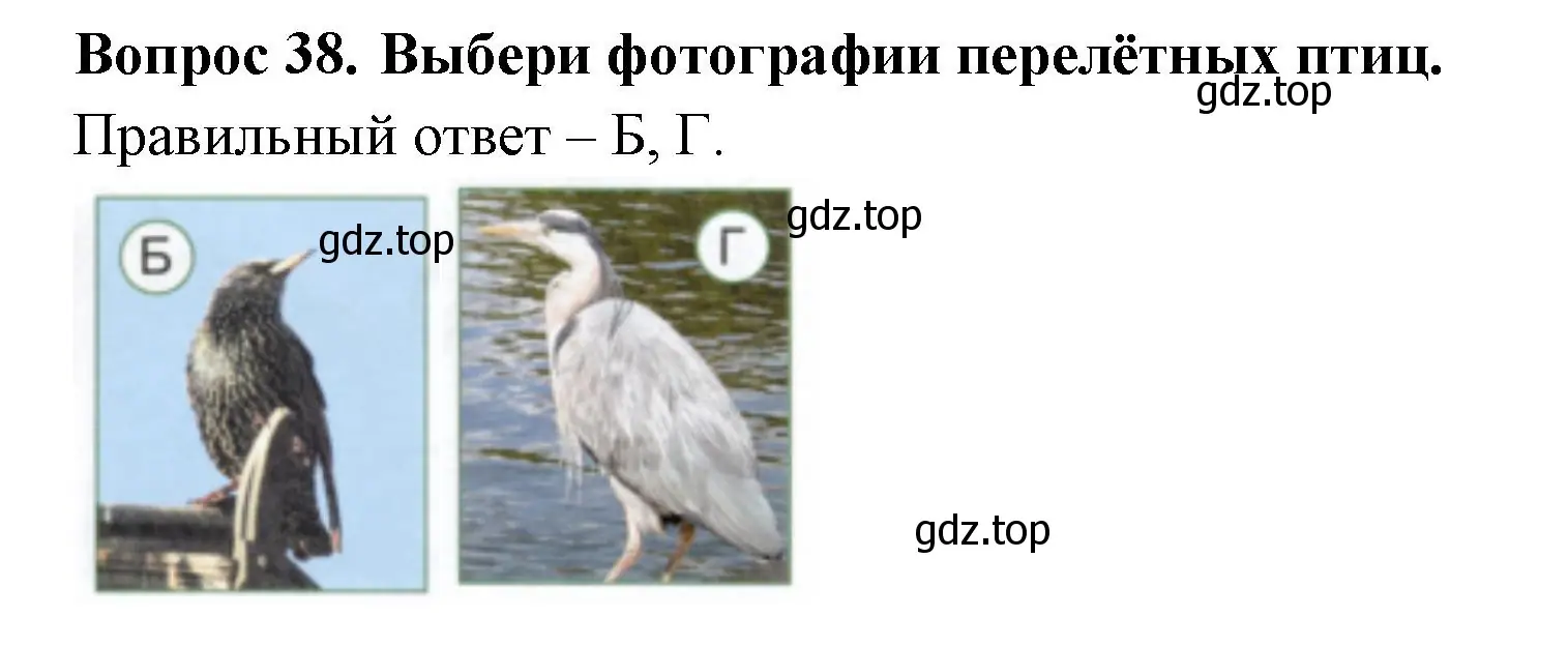 Решение номер 38 (страница 28) гдз по окружающему миру 2 класс Плешаков, Новицкая, тесты