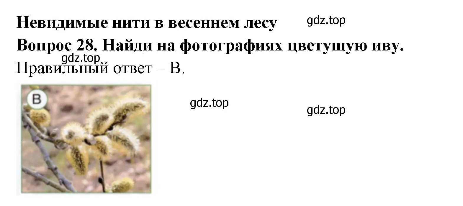 Решение номер 28 (страница 64) гдз по окружающему миру 2 класс Плешаков, Новицкая, тесты