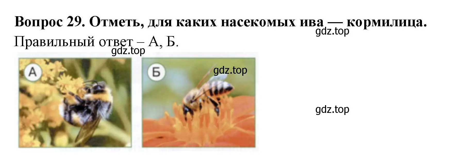 Решение номер 29 (страница 64) гдз по окружающему миру 2 класс Плешаков, Новицкая, тесты