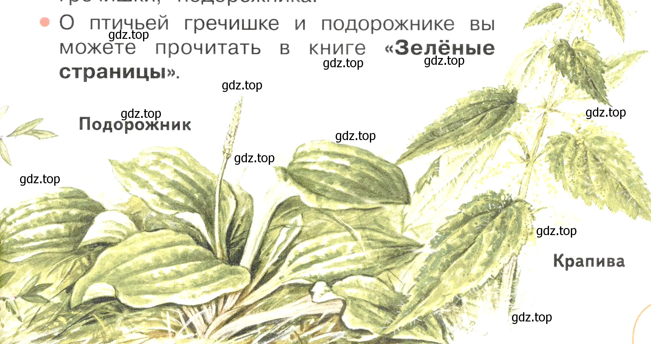 Условие номер 2 (страница 77) гдз по окружающему миру 2 класс Плешаков, Новицкая, учебник 1 часть