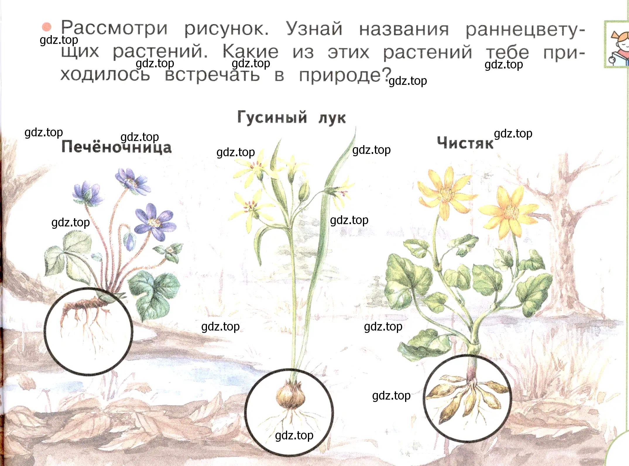 Условие номер 1 (страница 71) гдз по окружающему миру 2 класс Плешаков, Новицкая, учебник 2 часть