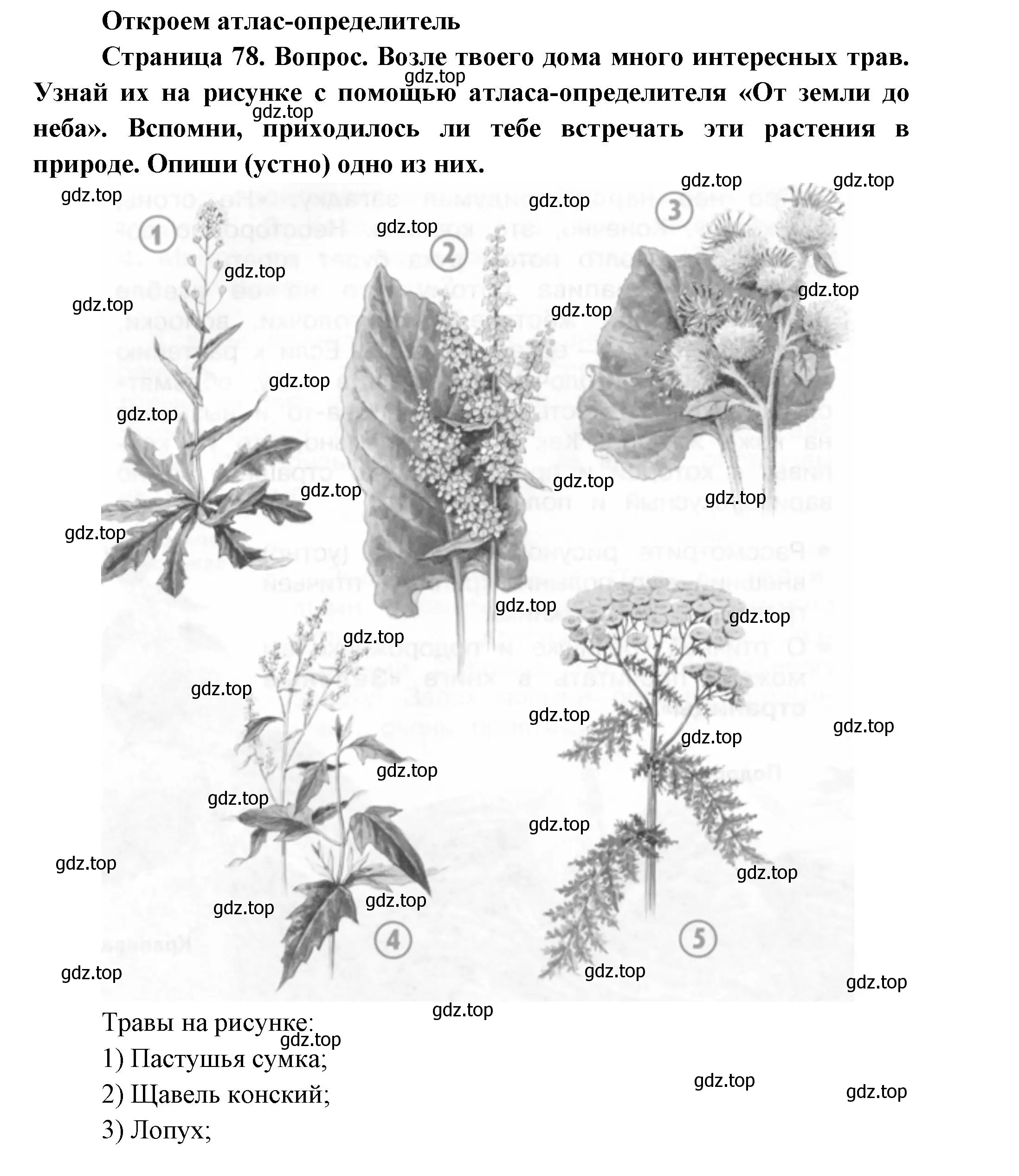 Решение номер 3 (страница 78) гдз по окружающему миру 2 класс Плешаков, Новицкая, учебник 1 часть