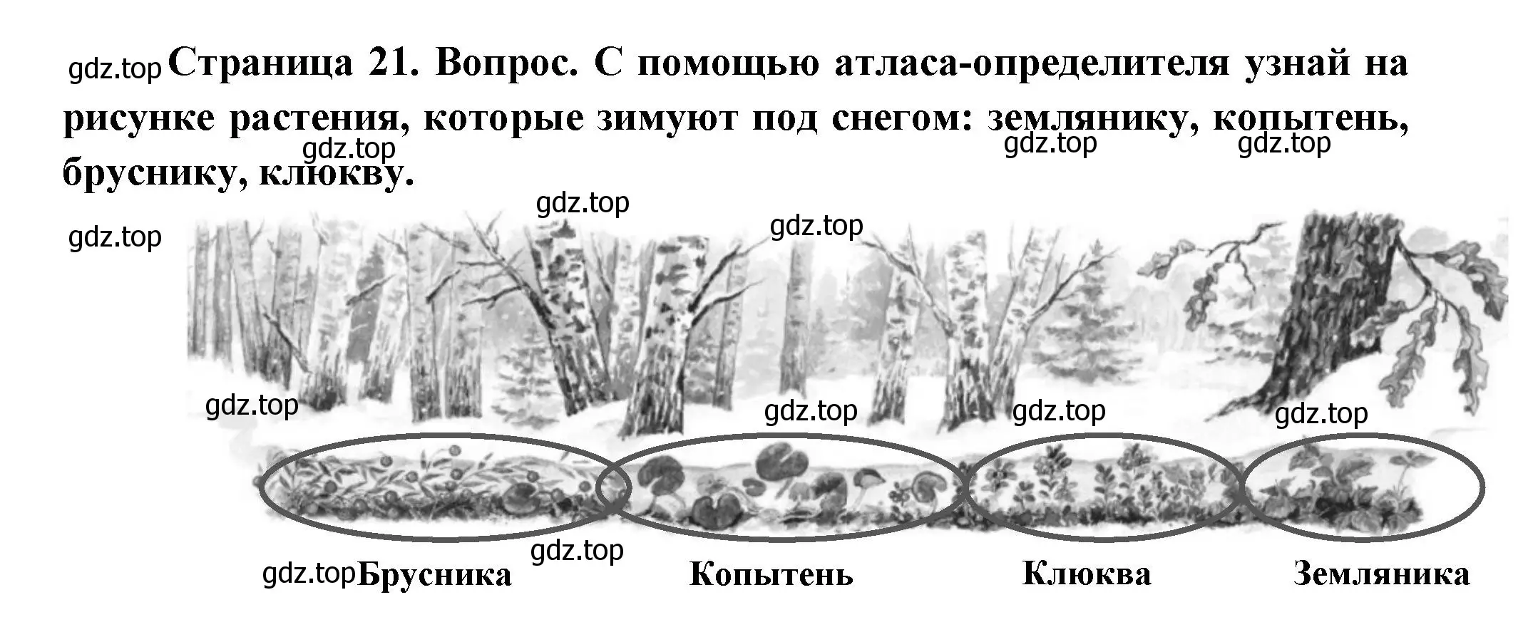 Решение номер 2 (страница 21) гдз по окружающему миру 2 класс Плешаков, Новицкая, учебник 2 часть