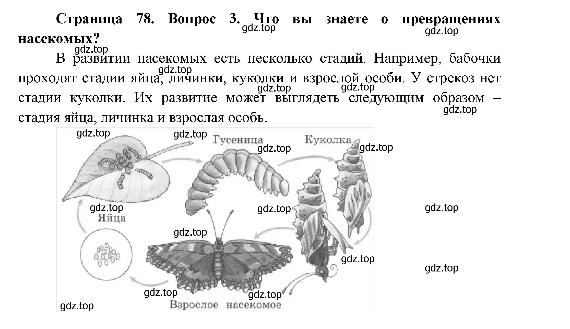 Решение номер 3 (страница 78) гдз по окружающему миру 2 класс Плешаков, Новицкая, учебник 2 часть