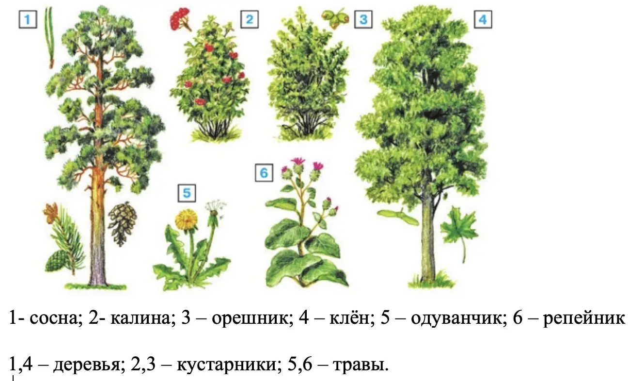 Деревья, кустарники, травы (2)- окружающий мир 2 класс Плешаков