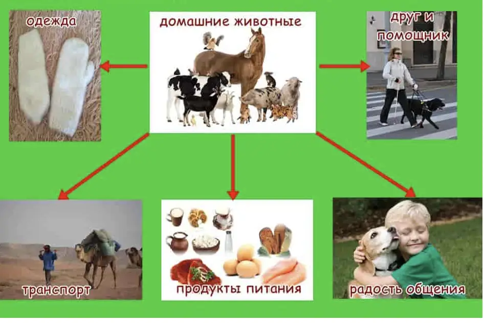 Значение домашних животных для человека (модель 2) - окружающий мир 2 класс Плешаков