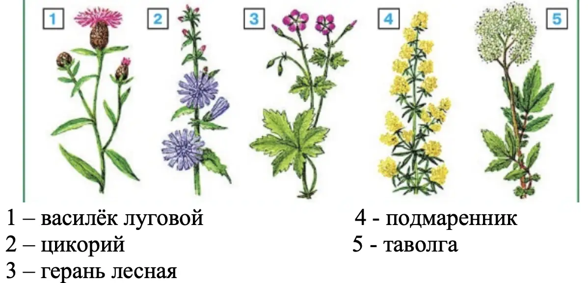 Эти растения можно увидеть летом - окружающий мир 2 класс Плешаков