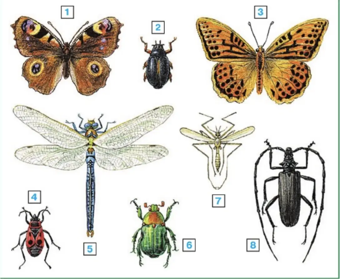Узнай названия этих насекомых с помощью атласа-определителя. - окружающий мир 2 класс Плешаков