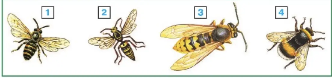 Узнай названия этих жалящих насекомых - окружающий мир 2 класс Плешаков