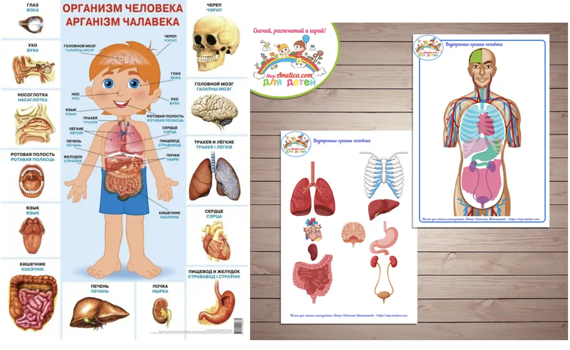 Модель-аппликация «Внутреннее строение тела человека» - окружающий мир 2 класс Плешаков