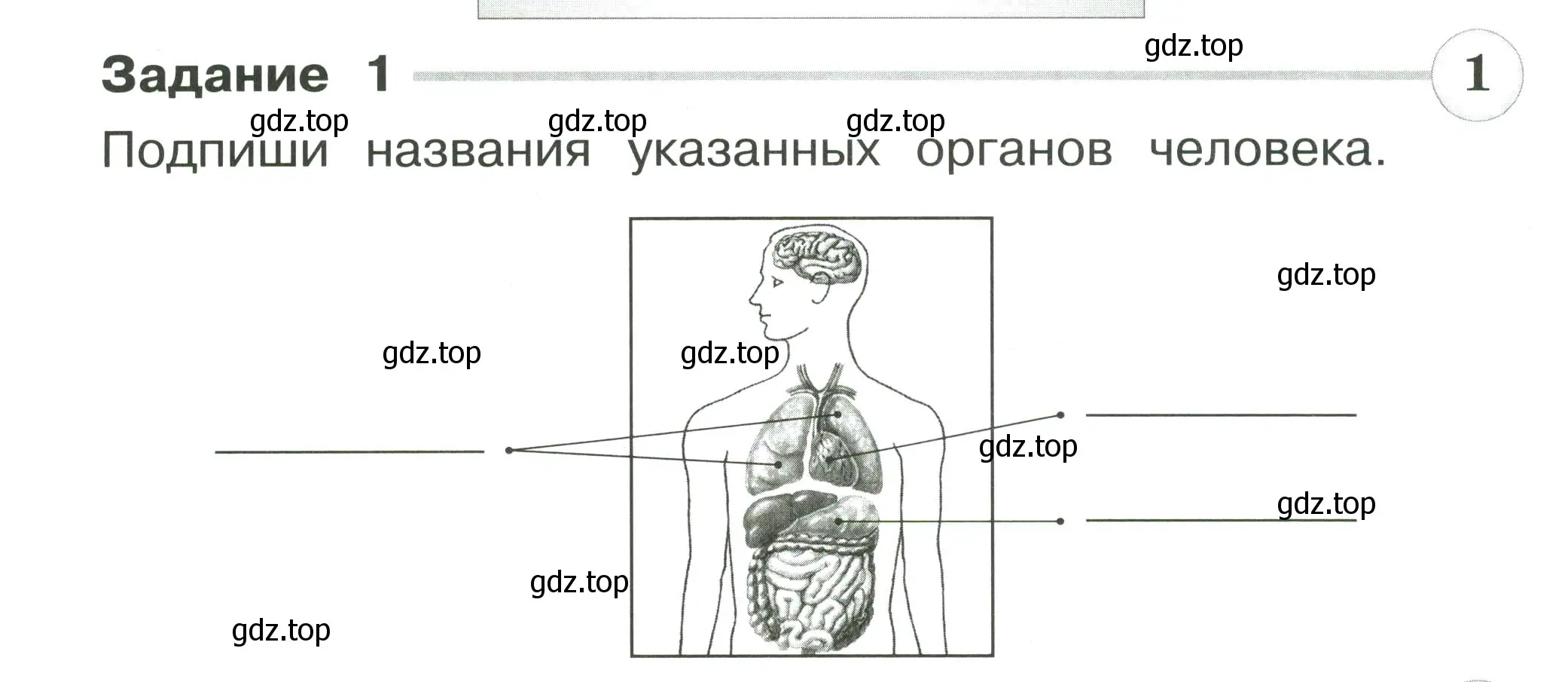 Условие номер 1 (страница 50) гдз по окружающему миру 2 класс Плешаков, Плешаков, проверочные работы