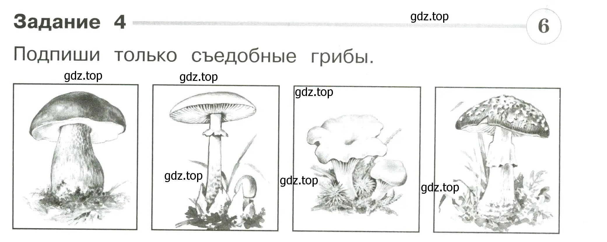 Условие номер 4 (страница 53) гдз по окружающему миру 2 класс Плешаков, Плешаков, проверочные работы