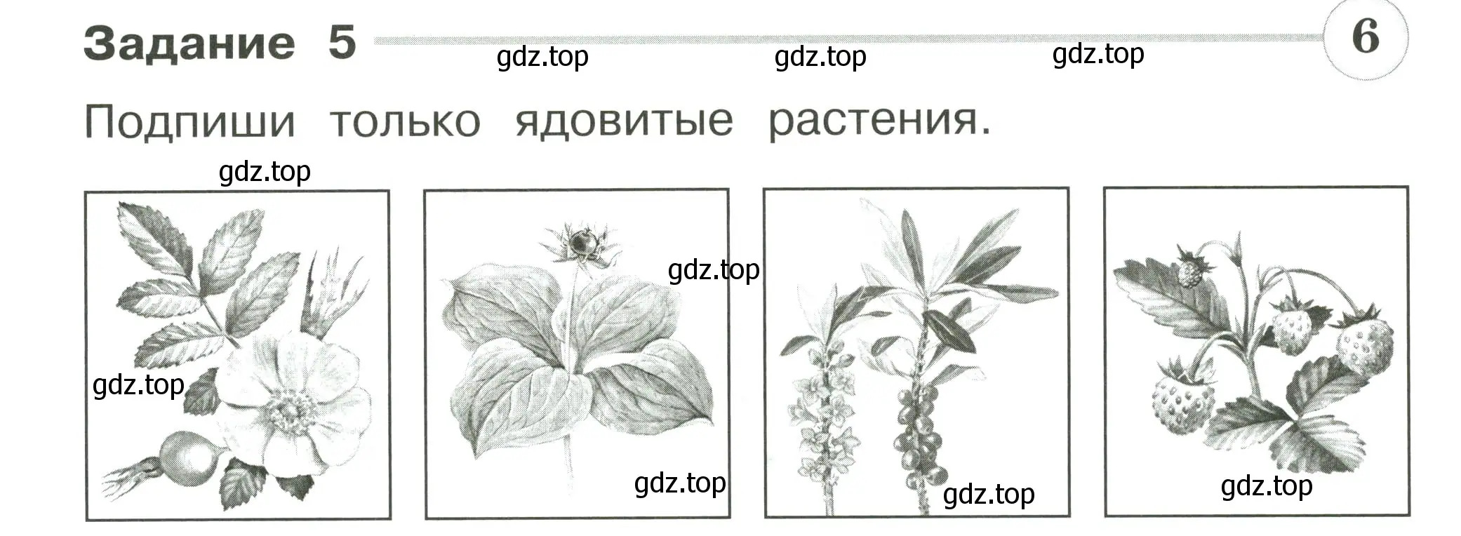 Условие номер 5 (страница 56) гдз по окружающему миру 2 класс Плешаков, Плешаков, проверочные работы