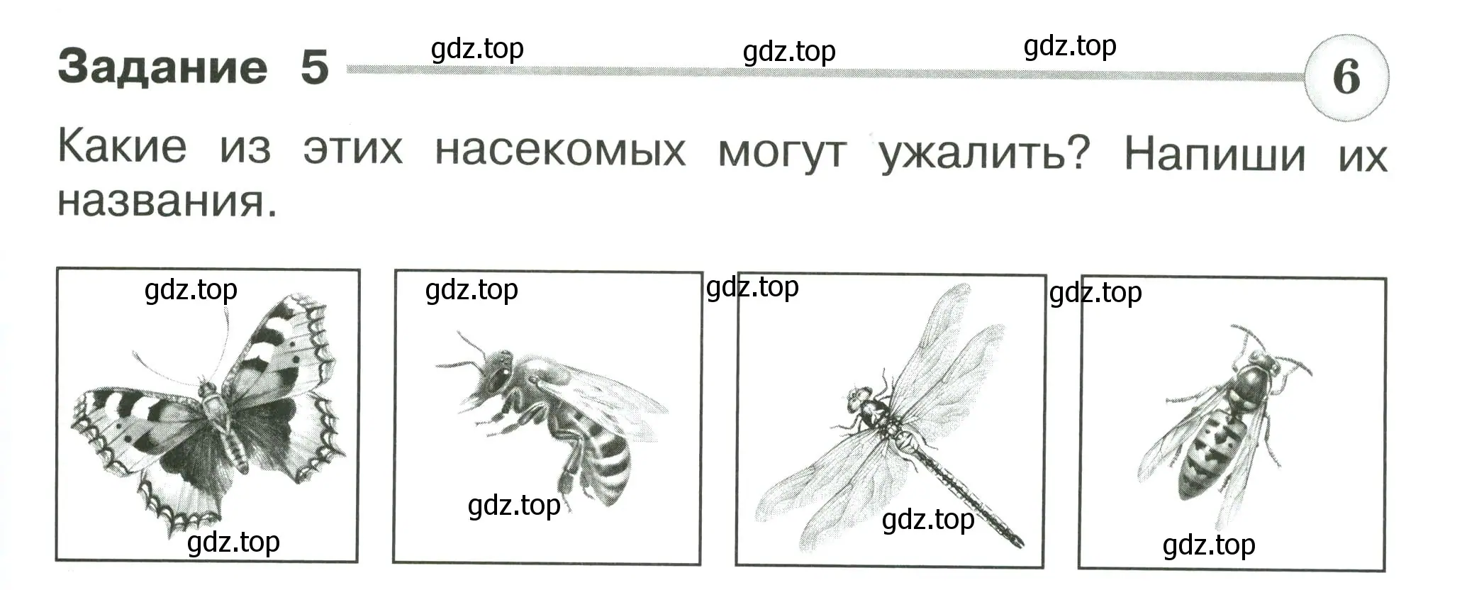 Условие номер 5 (страница 59) гдз по окружающему миру 2 класс Плешаков, Плешаков, проверочные работы