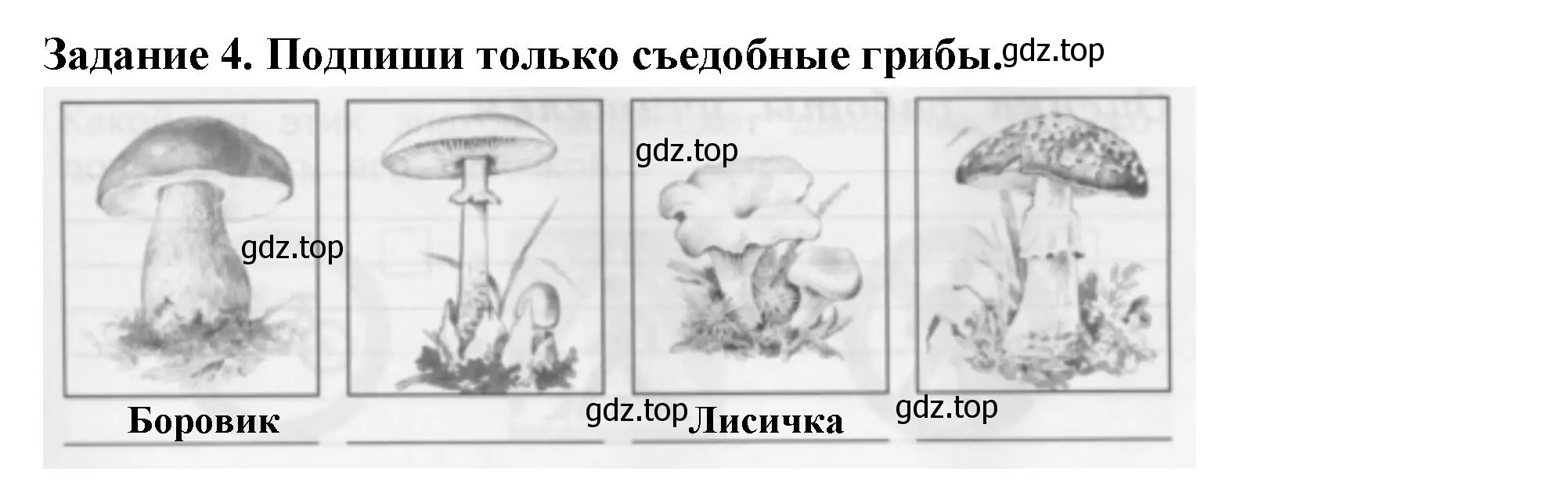 Решение номер 4 (страница 53) гдз по окружающему миру 2 класс Плешаков, Плешаков, проверочные работы