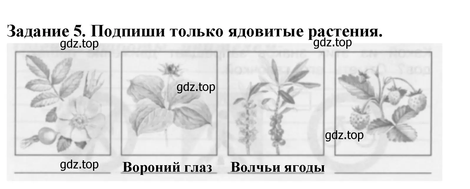 Решение номер 5 (страница 56) гдз по окружающему миру 2 класс Плешаков, Плешаков, проверочные работы