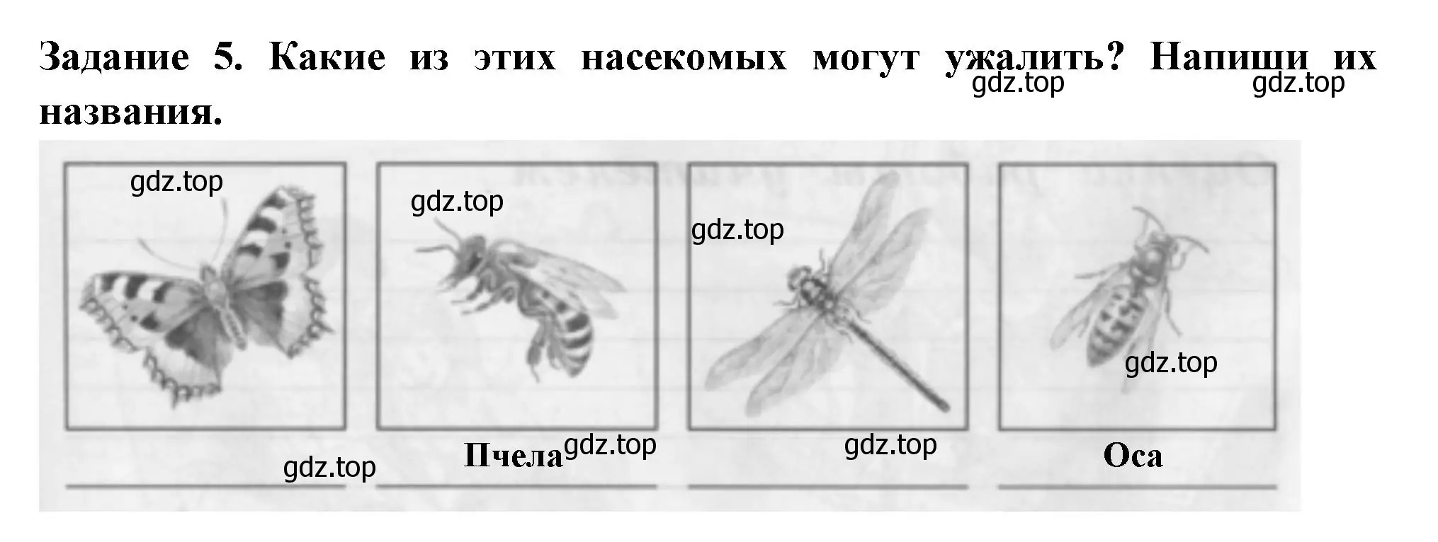 Решение номер 5 (страница 59) гдз по окружающему миру 2 класс Плешаков, Плешаков, проверочные работы