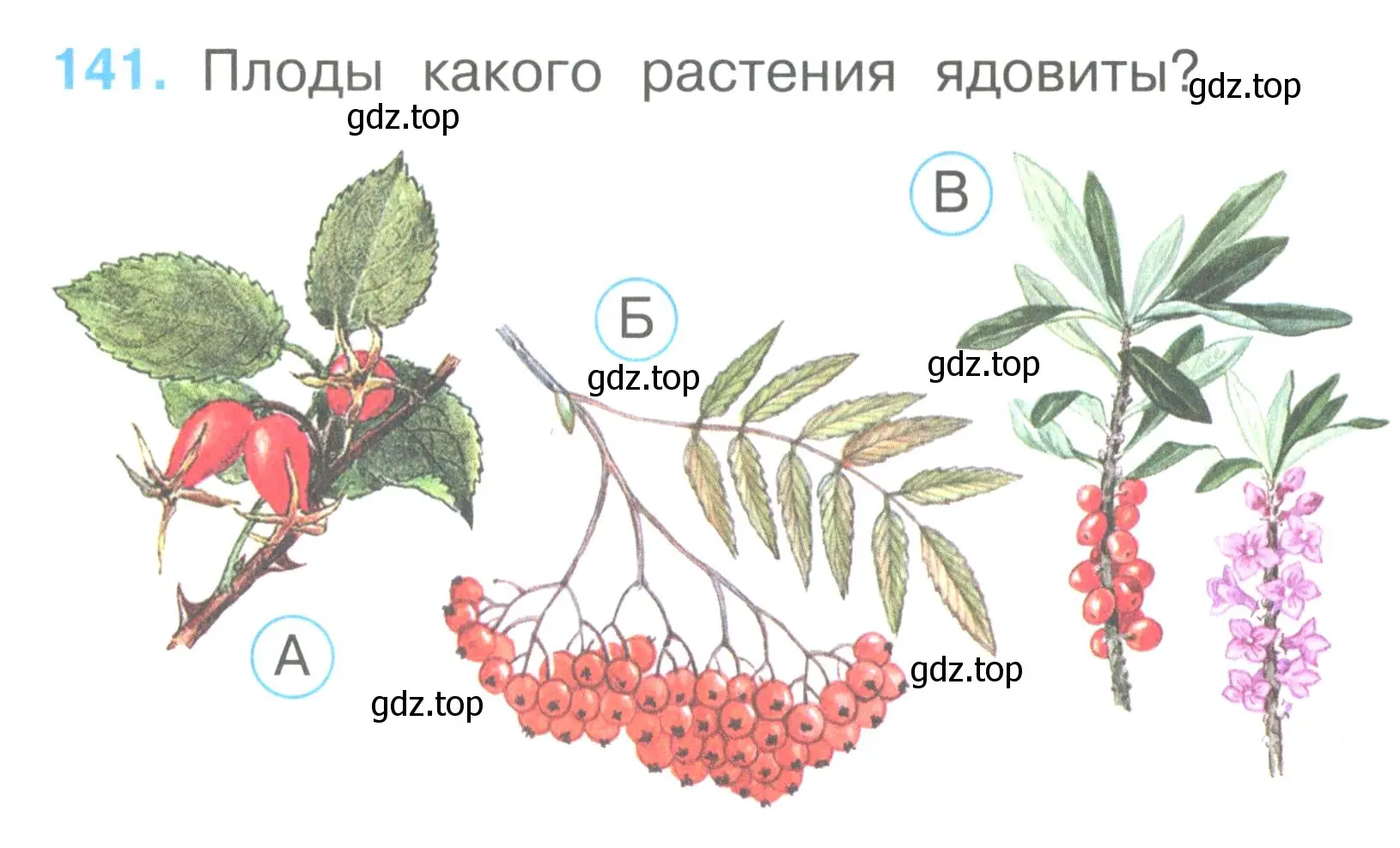 Условие номер 141 (страница 50) гдз по окружающему миру 2 класс Плешаков, Гара, тесты