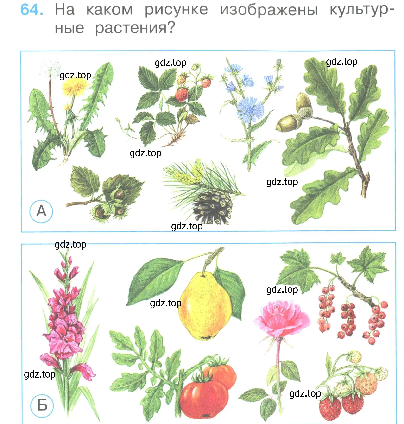 Условие номер 64 (страница 25) гдз по окружающему миру 2 класс Плешаков, Гара, тесты