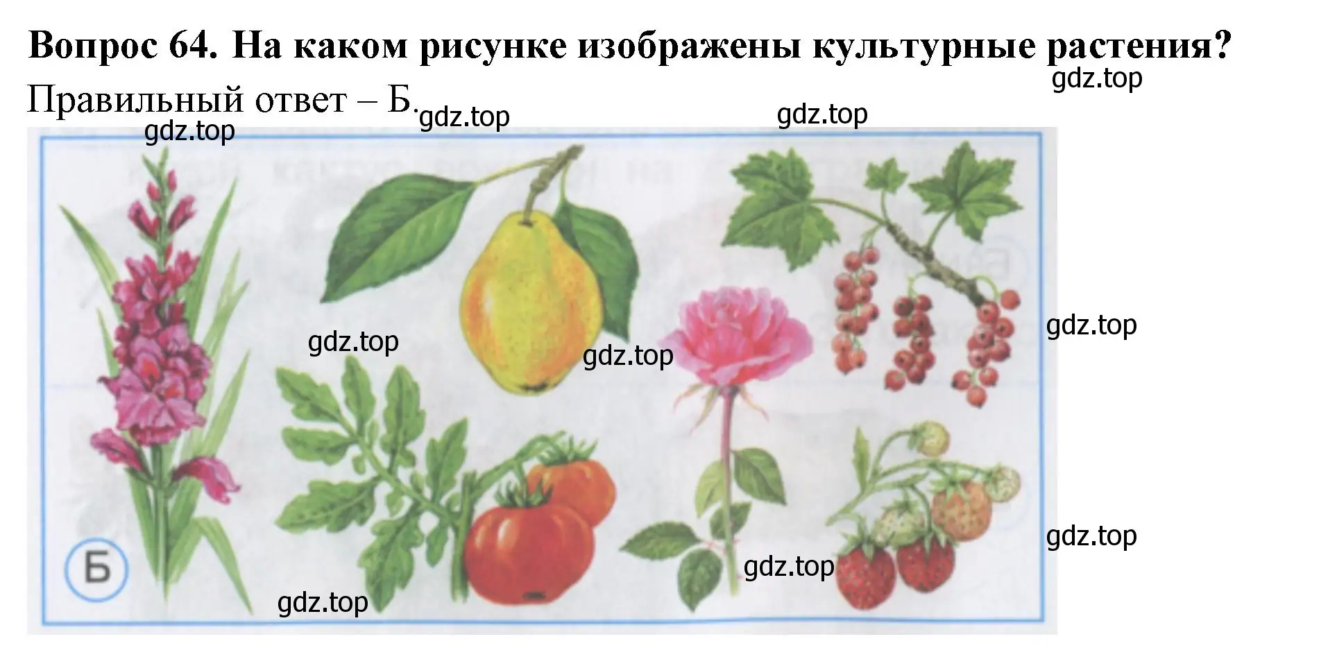 Решение номер 64 (страница 25) гдз по окружающему миру 2 класс Плешаков, Гара, тесты