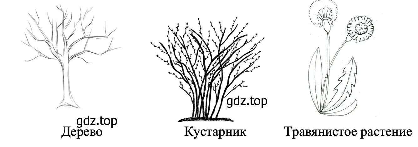 Нарисуй схематически дерево, кустарник, травянистое растение. - окружающий мир 2 класс Плешаков