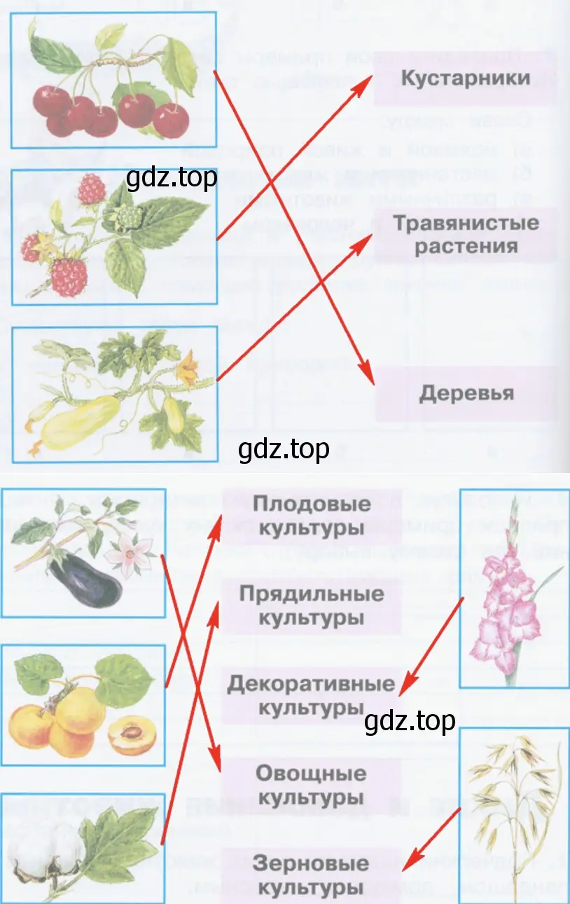 Укажите стрелками, к каким группам относятся эти культурные растения. - окружающий мир 2 класс Плешаков