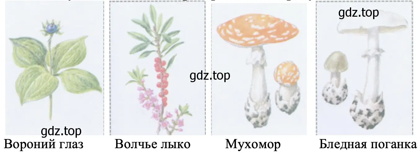Ядовитые ягоды и грибы - окружающий мир 2 класс Плешаков