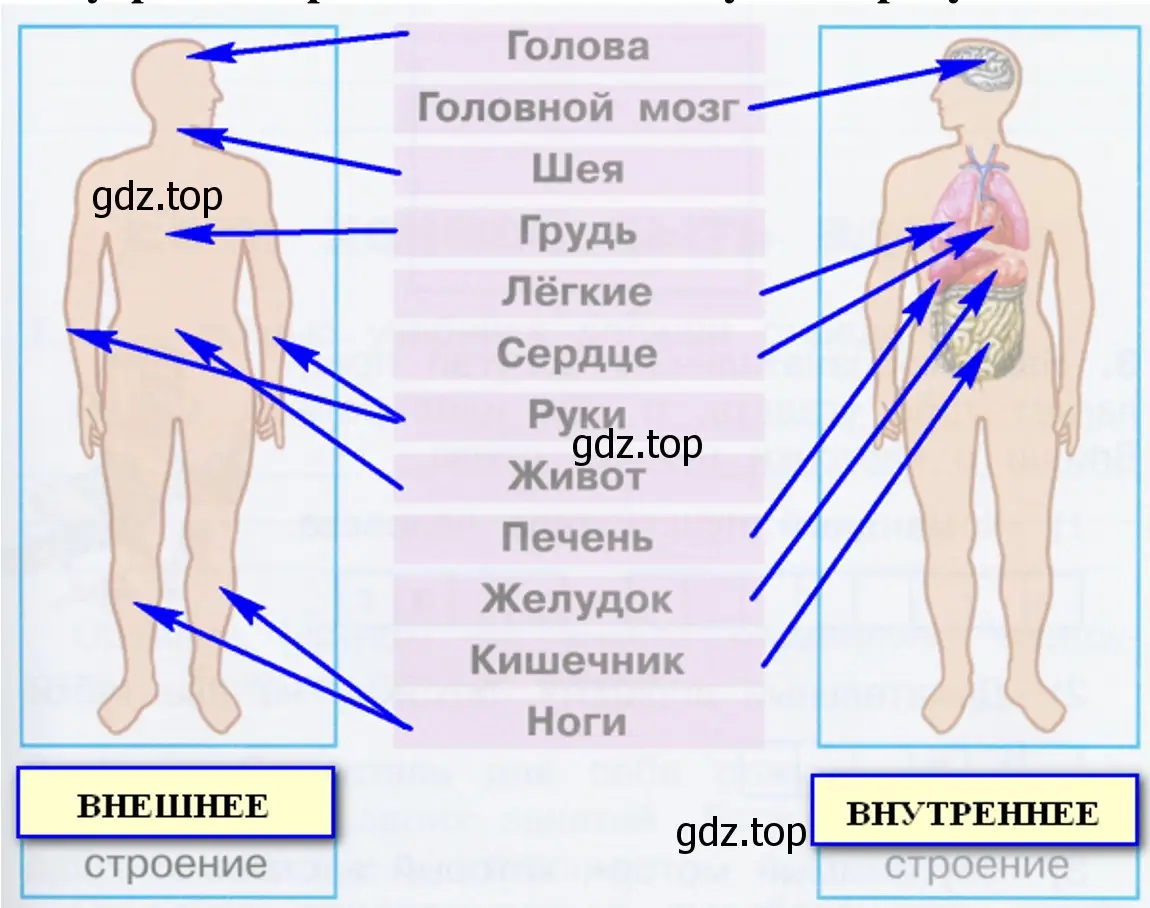 внешнее и внутреннее строение тела человека - окружающий мир 2 класс Плешаков