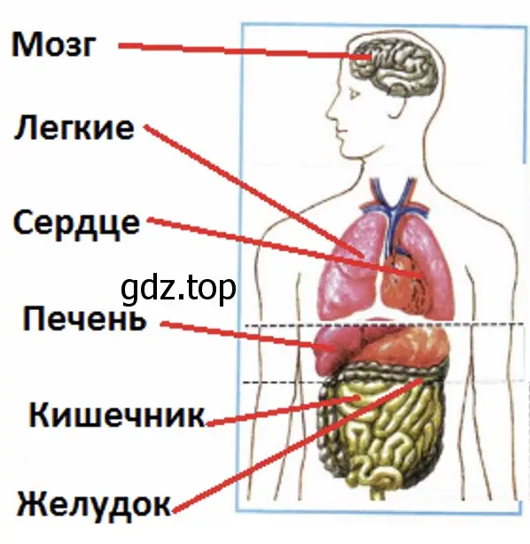 внутреннее строение тела человека - окружающий мир 2 класс Плешаков