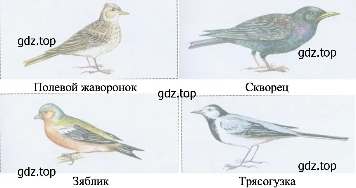 Птицы - окружающий мир 2 класс Плешаков