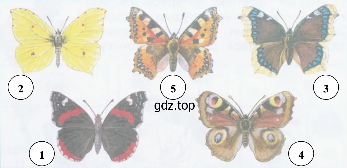Бабочки - окружающий мир 2 класс Плешаков