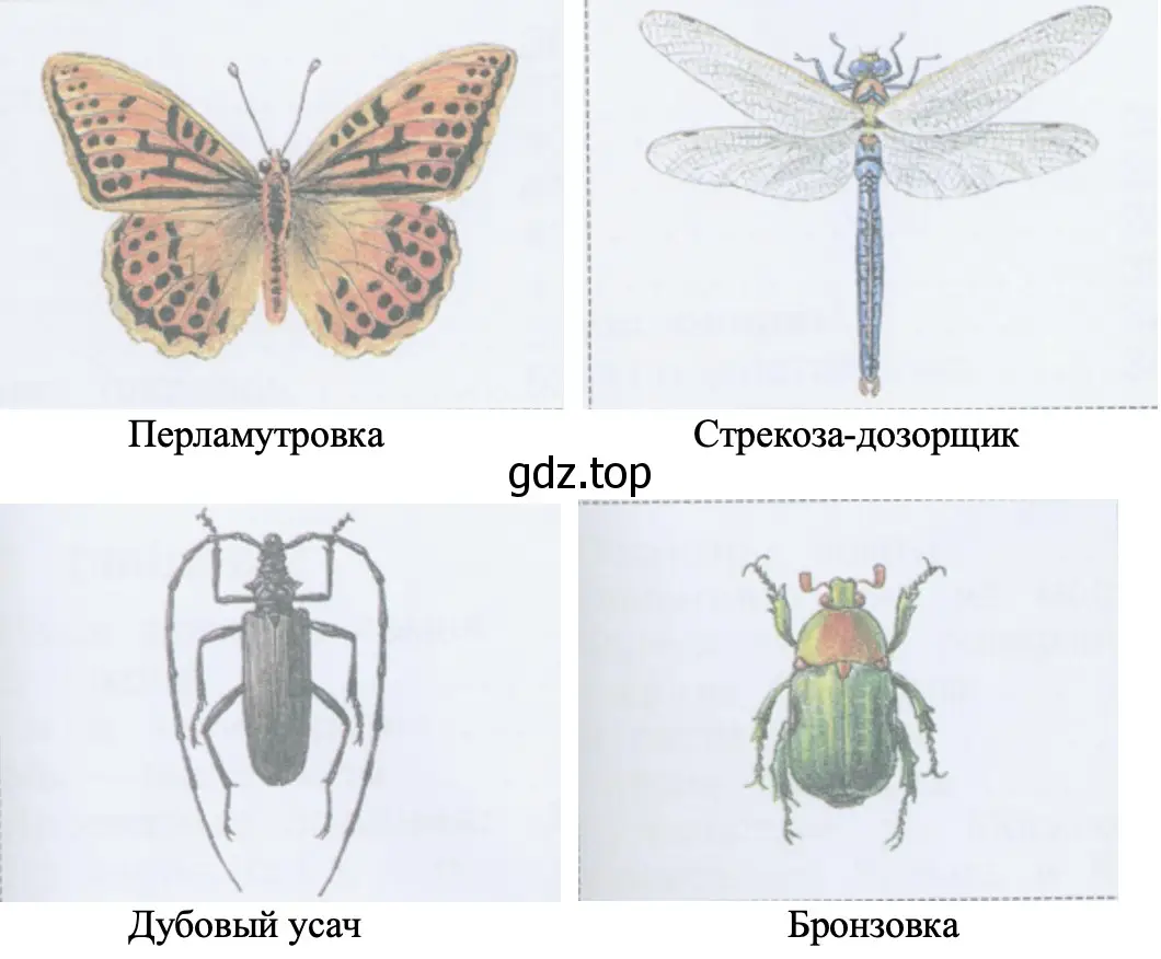 Насекомые - окружающий мир 2 класс Плешаков