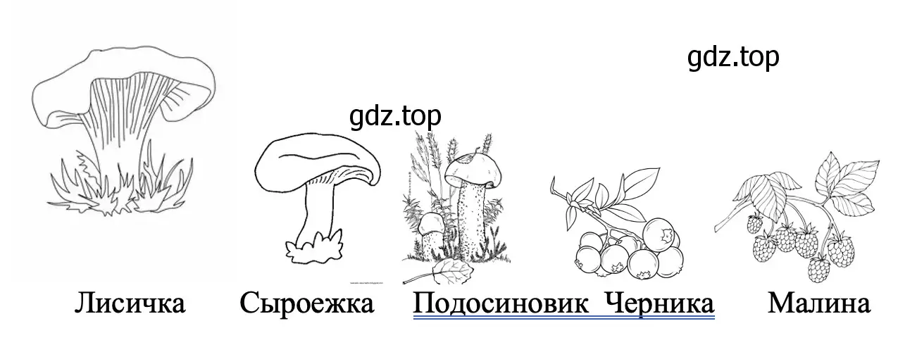 Нарисуй грибы и ягоды, которые тебе удалось собирать летом. - окружающий мир 2 класс Плешаков