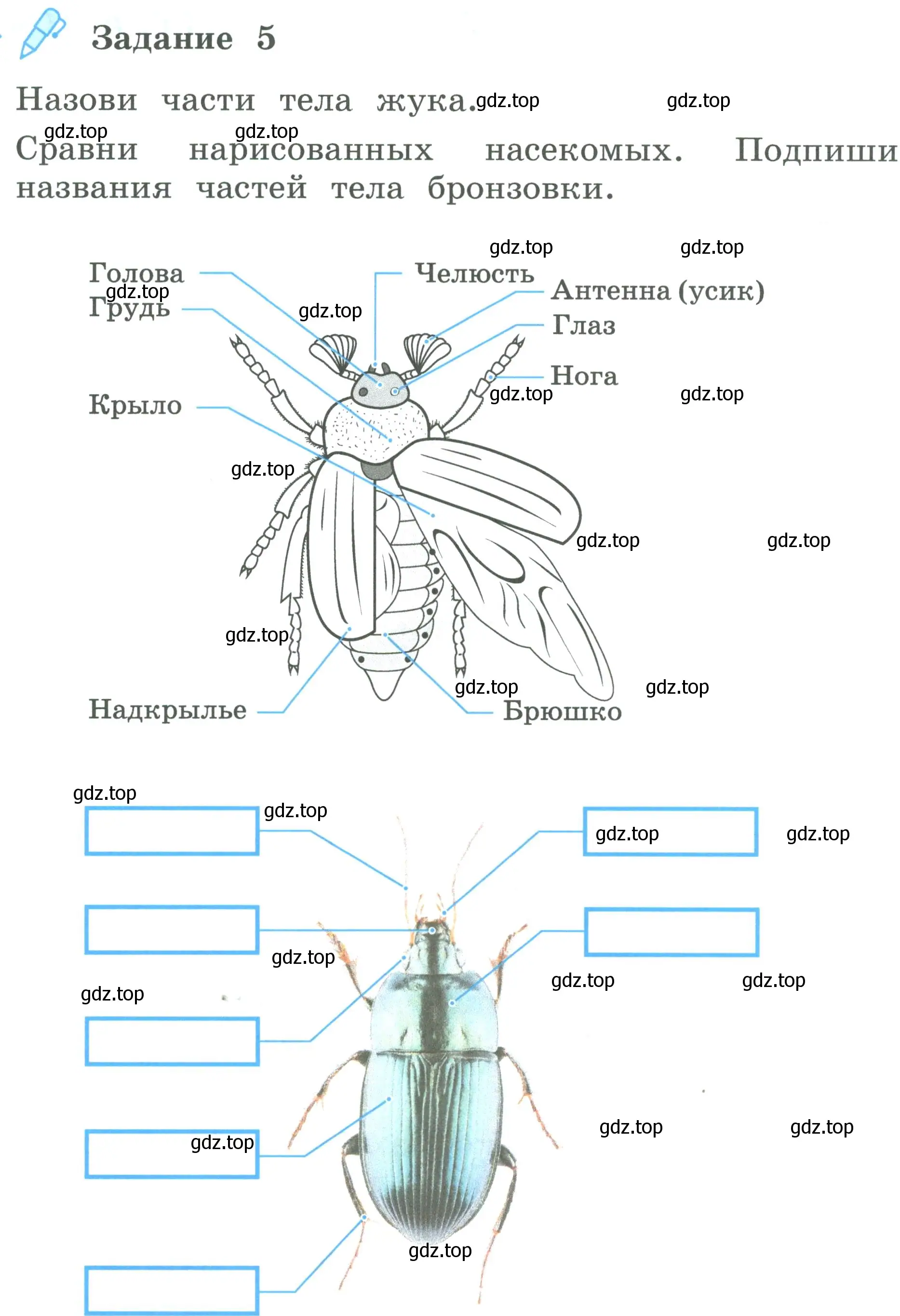 Условие номер 5 (страница 61) гдз по окружающему миру 2 класс Вахрушев, Ловягин, рабочая тетрадь 1 часть