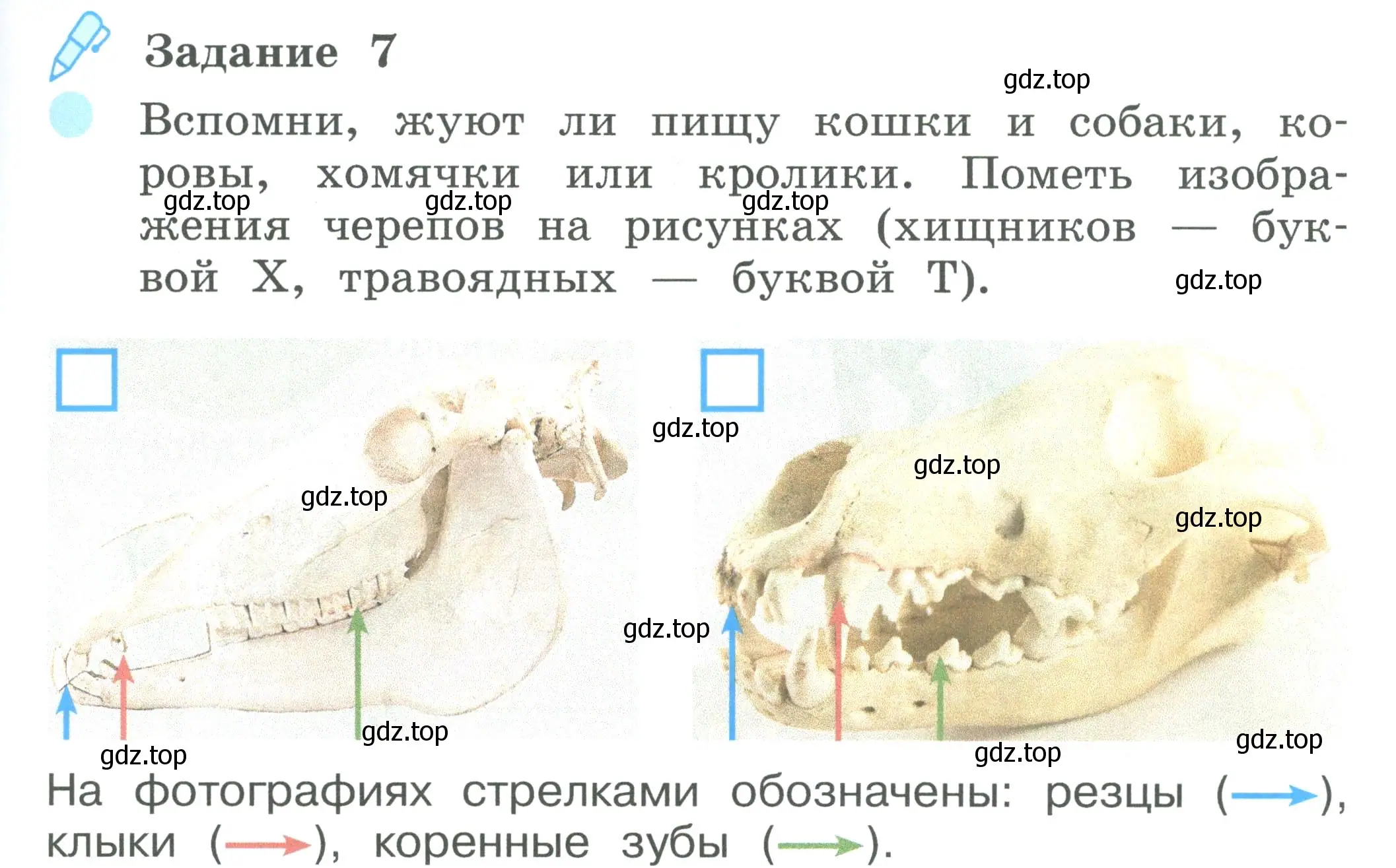 Условие номер 7 (страница 65) гдз по окружающему миру 2 класс Вахрушев, Ловягин, рабочая тетрадь 1 часть