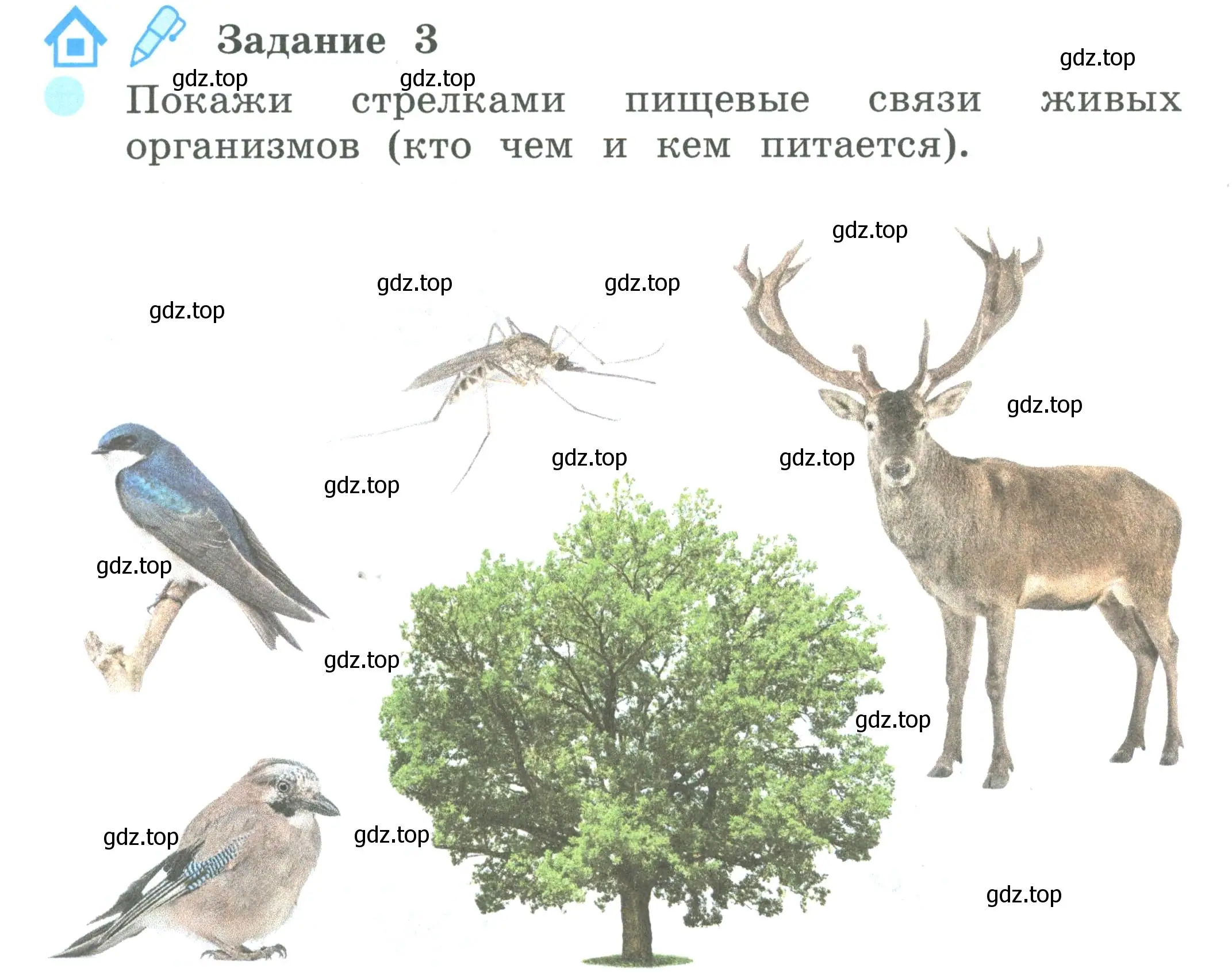 Условие номер 3 (страница 76) гдз по окружающему миру 2 класс Вахрушев, Ловягин, рабочая тетрадь 1 часть