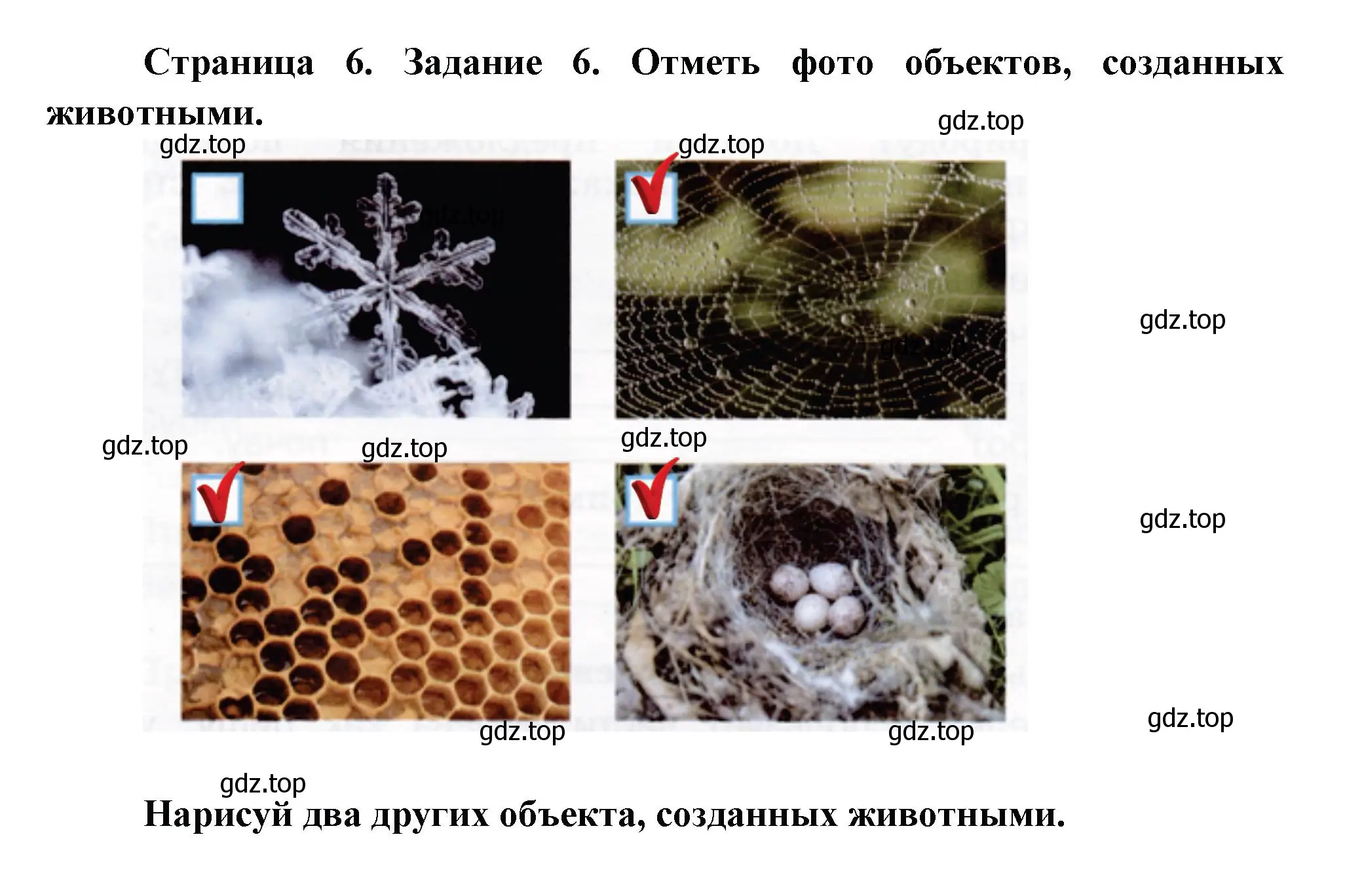 Решение номер 6 (страница 6) гдз по окружающему миру 2 класс Вахрушев, Ловягин, рабочая тетрадь 1 часть