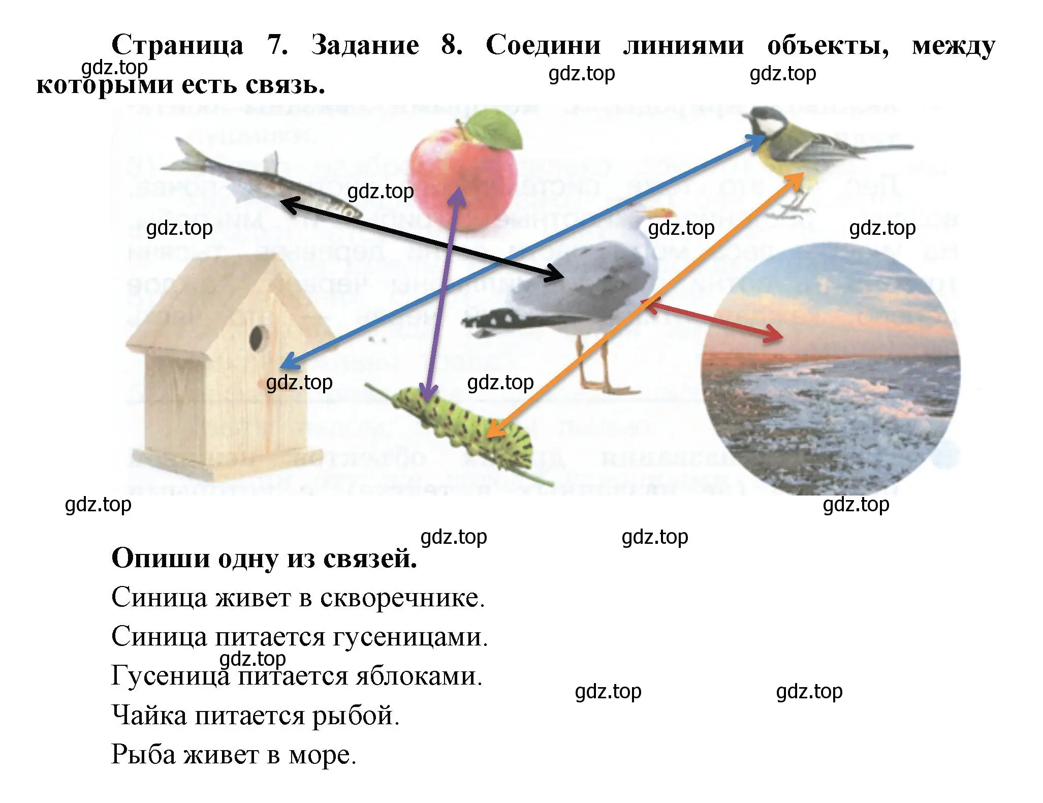 Решение номер 8 (страница 7) гдз по окружающему миру 2 класс Вахрушев, Ловягин, рабочая тетрадь 1 часть