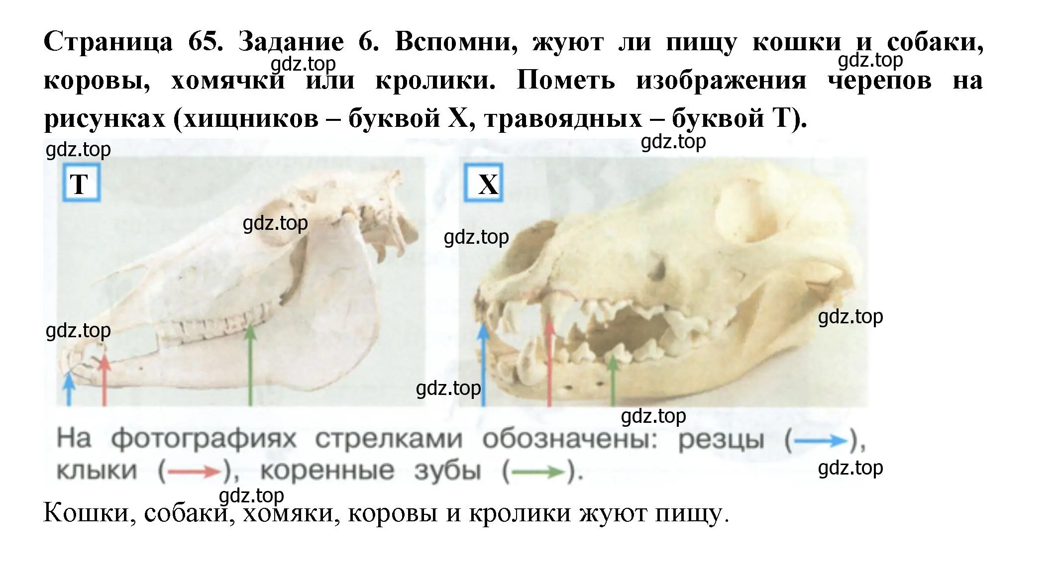 Решение номер 7 (страница 65) гдз по окружающему миру 2 класс Вахрушев, Ловягин, рабочая тетрадь 1 часть