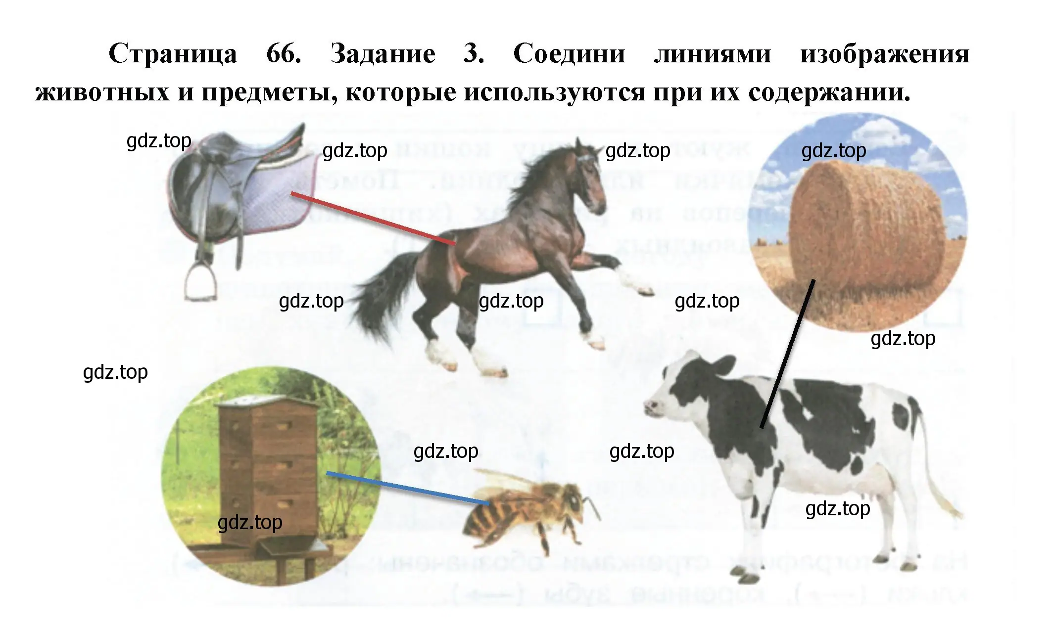 Решение номер 3 (страница 66) гдз по окружающему миру 2 класс Вахрушев, Ловягин, рабочая тетрадь 1 часть