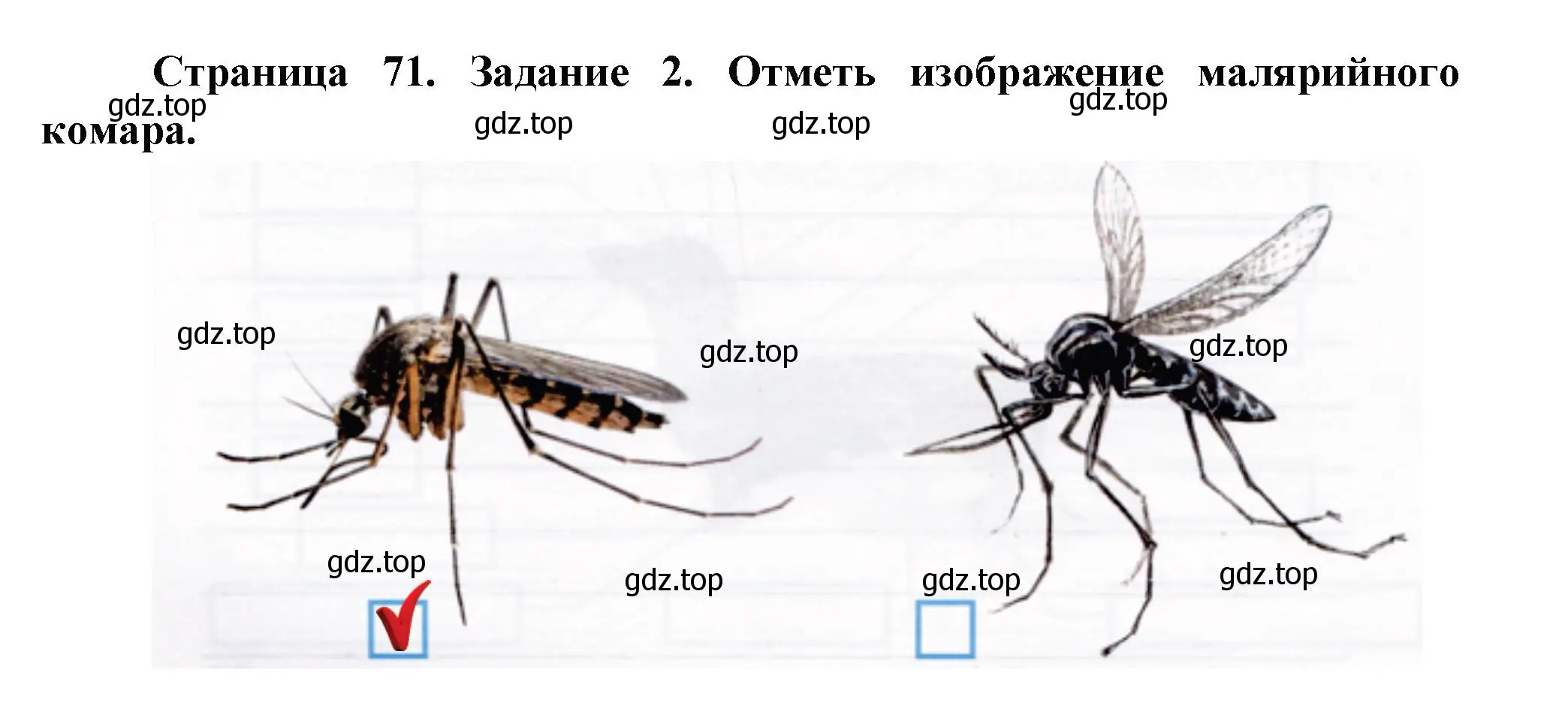 Решение номер 2 (страница 71) гдз по окружающему миру 2 класс Вахрушев, Ловягин, рабочая тетрадь 1 часть