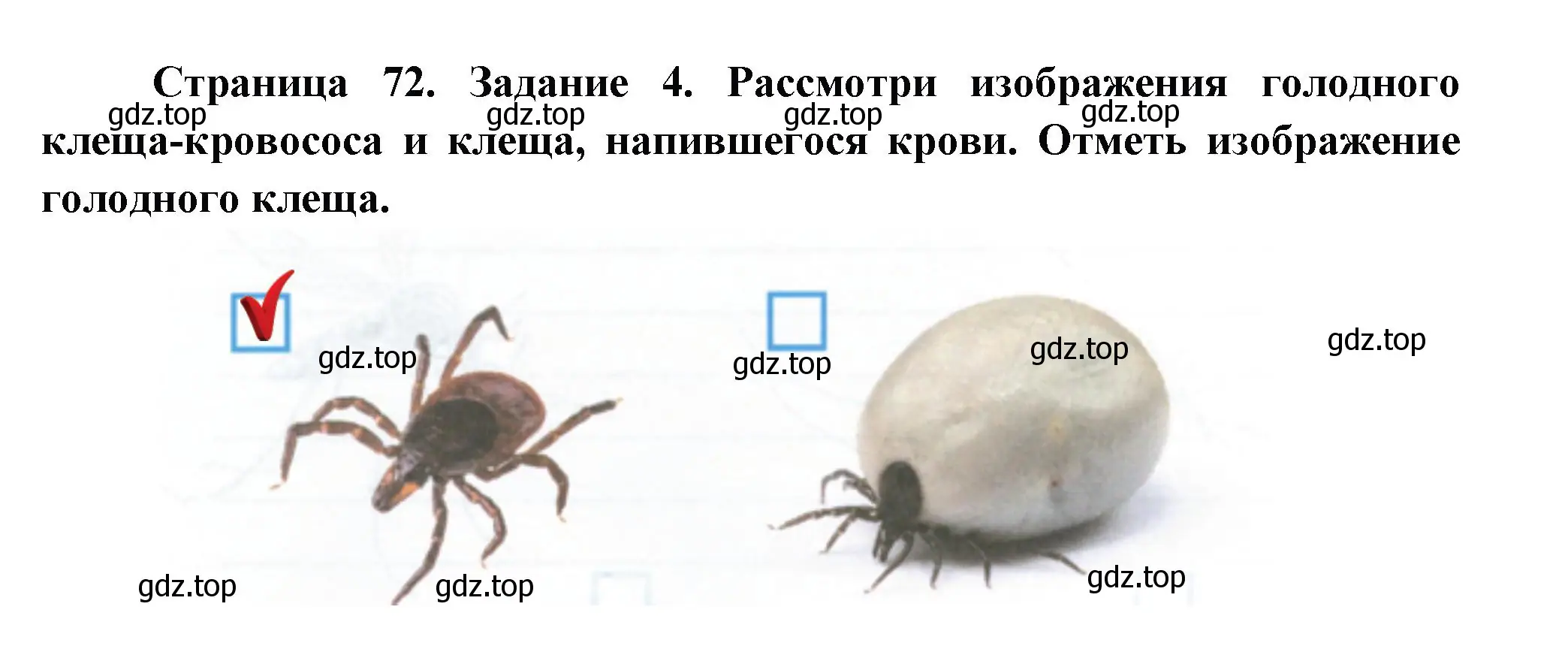 Решение номер 4 (страница 72) гдз по окружающему миру 2 класс Вахрушев, Ловягин, рабочая тетрадь 1 часть