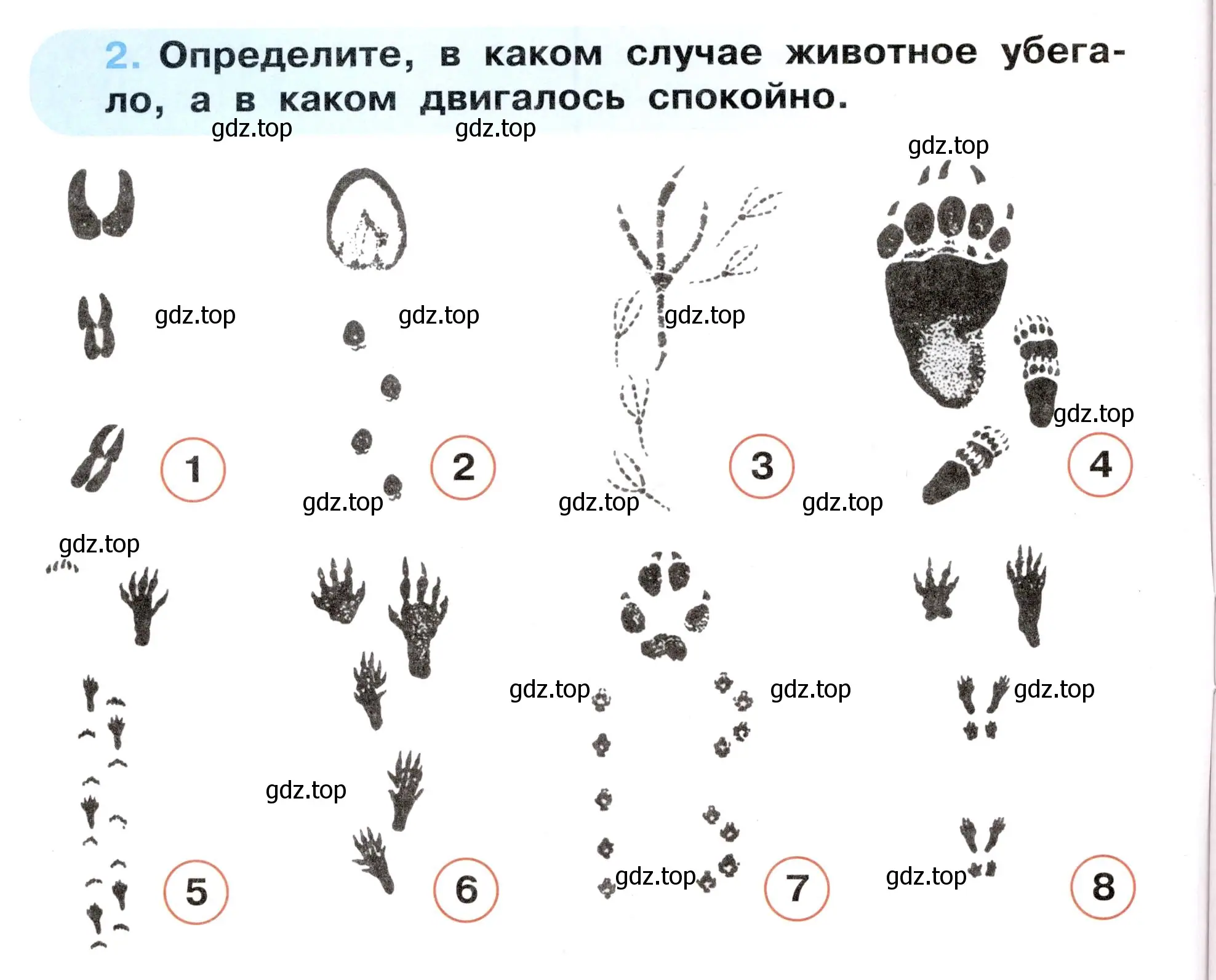 Условие номер 2 (страница 6) гдз по окружающему миру 3 класс Ижевский, рабочая тетрадь